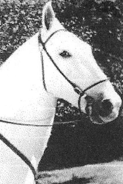 Silver King the Horse