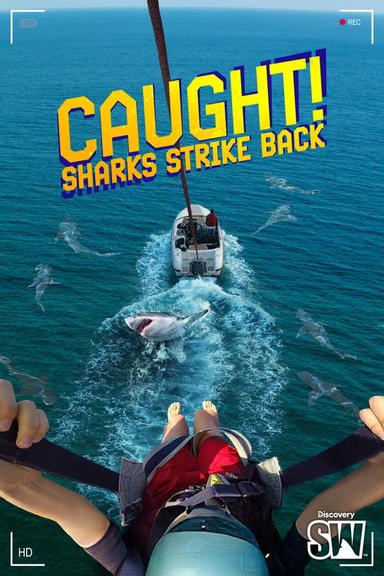 Caught! Sharks Strike Back
