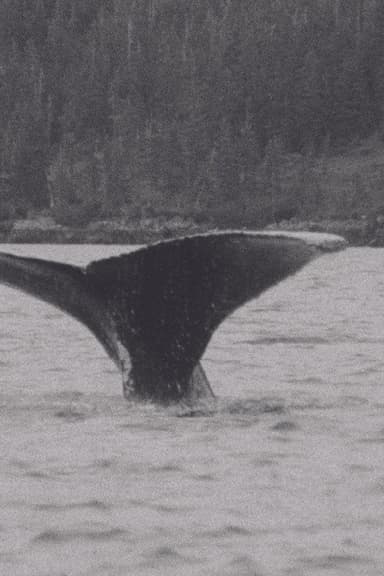 Whales