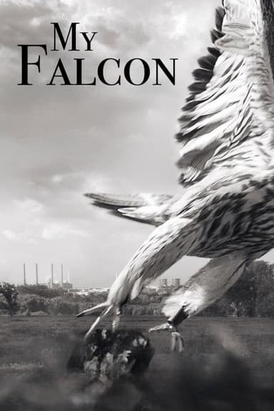 My Falcon