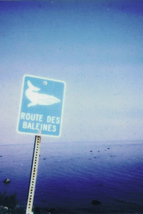 La route des baleines