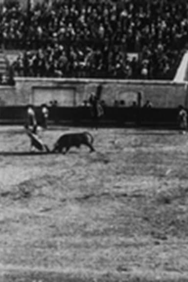 Course de taureaux : passements de manteaux