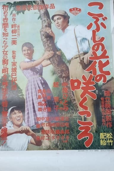Kobushi no hana no sakukoro