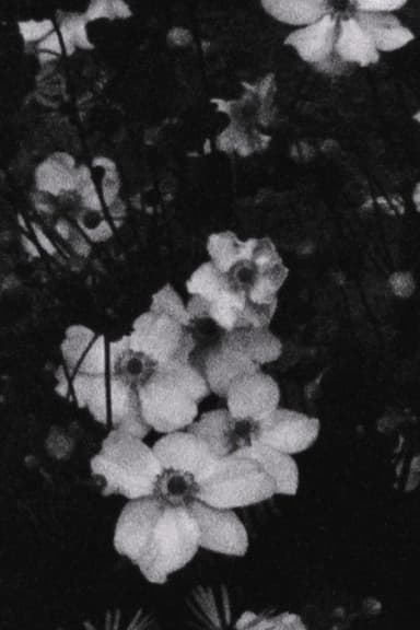 Für P. (Weiße Blumen)