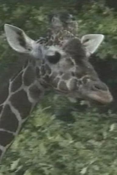 Luis Buñuel: The Spots of the Giraffe